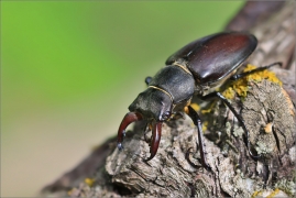 <p>ROHÁČ OBECNÝ (Lucanus cervus) --- jižní Morava, Pouzdřanská step ---- /Stag beetle - Hirschkäfer/</p>